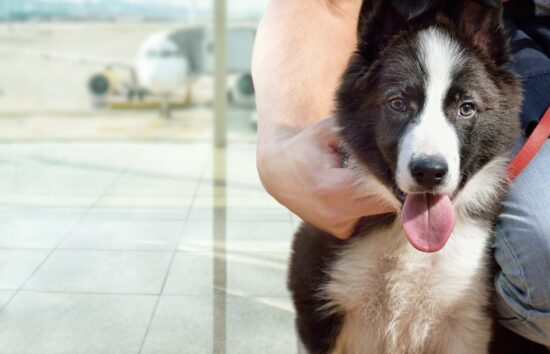 Полет с большой собакой: Советы по путешествию на самолете для больших собак