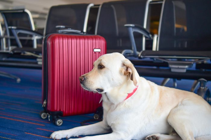 Собака лабрадор с красным чемоданом в аэропорту