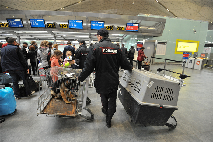 Ящики для собак у стойки регистрации в аэропорту