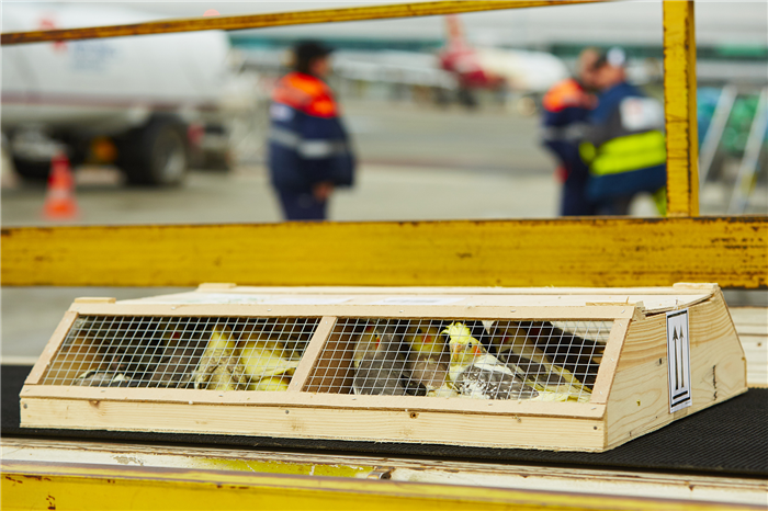 Ящики для птиц в ожидании погрузки в аэропорту