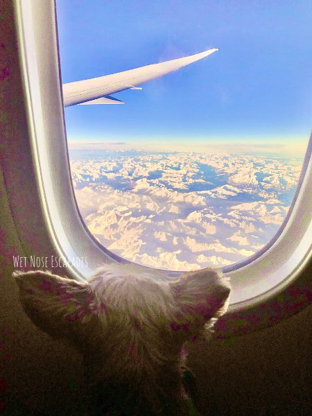 Полет с йорком: 10+1 советов о том, как путешествовать с йорком или маленькой собакой