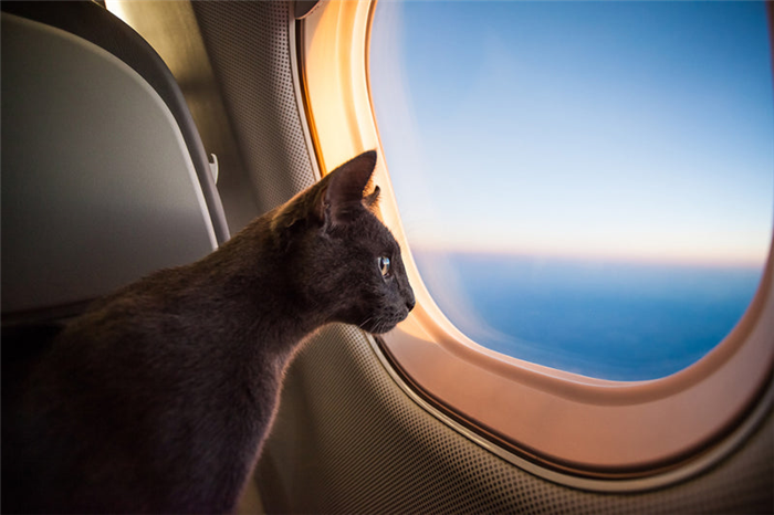 С кошкой может путешествовать на самолете. Вопрос решен
