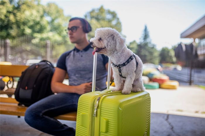 стоимость путешествий с собакой