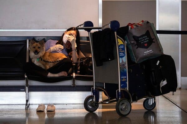 Пассажир со своей собакой в международном аэропорту Лос-Анджелеса. Новые, порой запутанные правила заставили некоторых путешественников дважды подумать, прежде чем лететь со своими питомцами.