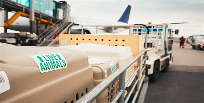 Багажная тележка в аэропорту везет большие полетные ящики с собаками к самолету