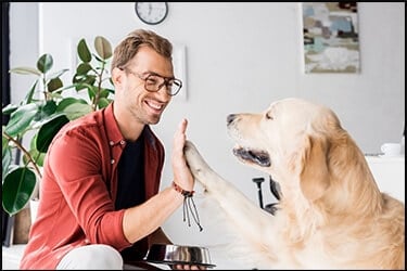 Собака породы золотистый ретривер дает пять счастливому парню в очках