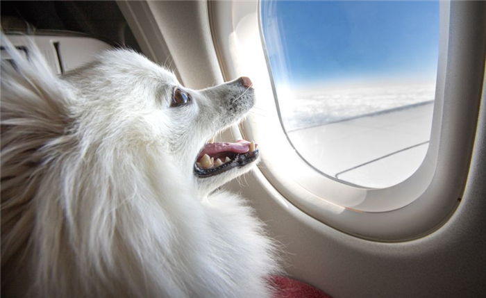 Какие домашние животные допускаются на борт самолета