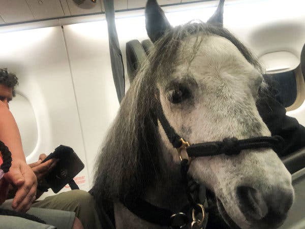 Миниатюрная лошадь на самолете, вылетающем из международного аэропорта Чикаго О'Хара в прошлом году. Новое предложение сужает определение служебных животных, допускаемых на рейсы, до собак.